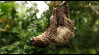 Daily Dose of Nature  Destination Diversity Ecosystems of the Peruvian Amazon amp Andes [upl. by Nnairrek]