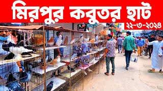 মিরপুর কবুতর হাট ২২৩২০২৪  kobutor hat 2024  pigeon market in bangladesh  Mirpur kobutor hat [upl. by Gnilrets]