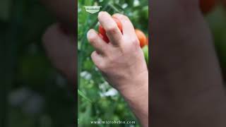 naturalfertilizers microbialmagic Outstanding results organicfarming [upl. by Lordan]