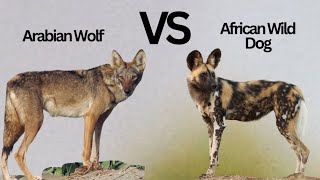 Arabian wolf VS African Painted Dog  Who Would Win [upl. by Oruntha]