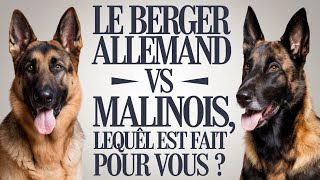 Le Grand Duel  Berger Allemand vs Malinois Lequel Est Fait Pour Vous [upl. by Strong971]