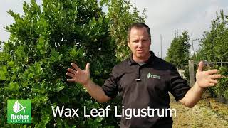 Wax Leaf Ligustrum  Archer Services [upl. by Ahsiemal]