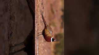 The common pheasant Phasianus colchicus [upl. by Kamal]