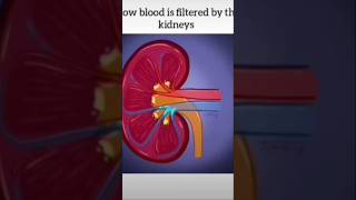 How blood is filtered by the kidney trending machine [upl. by Franciscka]