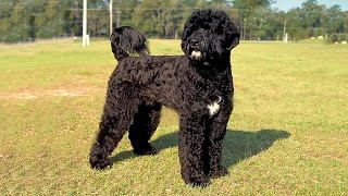 Portuguese Water Dog 👉 10 Most Interesting Unknown Facts You Should Know [upl. by Egief]