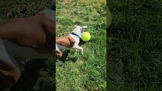 Dog and huge tennis ball fetch dogs tennis balls playtime [upl. by Aikcin]