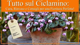 Tutto sul Ciclamino Cura Rinvaso e Consigli per una Fioritura Perfetta [upl. by Anialem]