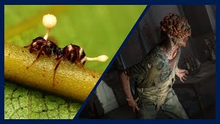 Cordyceps Zombies and Fungal Infections  Doctor Explains the Science Behind quotThe Last of Usquot [upl. by Reffinnej263]