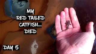 My Red Tailed Catfish Died on Day 5 [upl. by Ecyob]