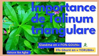 les vertus Talinum triangulare Astuce iba agba [upl. by Rebmeced98]