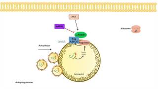 mTOR Signaling Pathway Regulation by the Lysosome [upl. by Aliled]