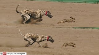 Coursing dogs 2024  greyhound coursing  galgo dog vs rabbit race  racing [upl. by Idonah475]