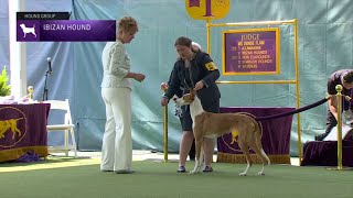 Ibizan Hounds  Breed Judging 2023 [upl. by Aicelef]