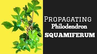 Propagating Philodendron SQUAMIFERUM [upl. by Vanhook]