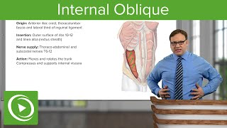 Internal Oblique Muscle â€“ Anatomy  Lecturio [upl. by Talbot]