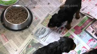 Airedale Terrier Puppies at 5 Weeks [upl. by Ycaj]