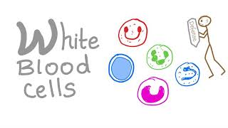 White Blood Cells WBCs  Your body’s Defense  Hematology [upl. by Durst477]