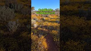 Goldfields Wildflowers findinggspots wildflowers [upl. by Maury595]