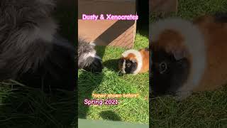 Dusty amp Xenocrates shorts duo pets lovepets discoverunder5k followus subscribe youtubefeed [upl. by Petrick]