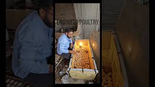 Home made incubator incubator eggs chick homemade engineerpoultry tray juggad poultry farm [upl. by Hose]