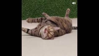 Cats with human mouths  RSPCA Episode 1 Elsie [upl. by Ididn]