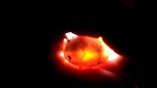 Candling a turtle egg [upl. by Nedaj]