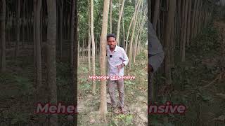 mahogany tree farming 🌲  african mahogany plant farming in India 💸 [upl. by Kano]