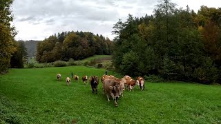 Cows on the Move  Grazing on a Small Dairy Farm [upl. by Oicram]