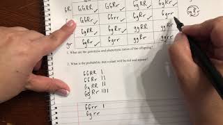 Master Dihybrid Crosses The StepbyStep Guide to Punnett Squares amp Genetic Ratios [upl. by Ailsun]