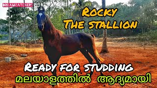 നമ്മുടെ കുതിരയെ ഒന്ന് stud ചെയ്യിച്ചാലോ Rocky the stallion  Stud Horse in kerala  Ep14 [upl. by Lalat]