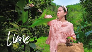 Harvesting Kaffir Lime Leaves from the Forest for Delicious Grilled Chicken and Fruit Lime Tea [upl. by Sherwin]