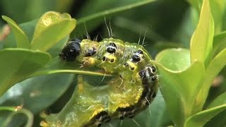 le Glyphodes perspectalis Buchsbaumzünsler erkennen und bekämpfen französisch [upl. by Puff]