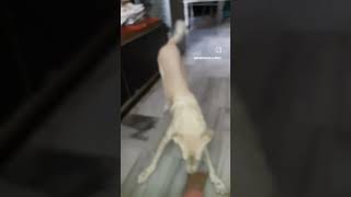 Tofo Dance  lnnocentlove  dog ye durian  love animals do din k jindgimel milap [upl. by Yv]