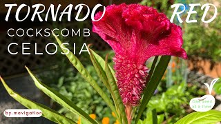 How to Grow Tornado Red Celosia Cockscomb [upl. by Reniti]