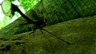 Ichneumon Wasp making a deposit with very long ovipositor into tree trunk [upl. by Assenar]