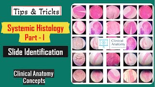 Systemic Histology Part  I Slide Identification Tips amp Tricks I Histology Spotters I CCAnatomy [upl. by Suilenroc]