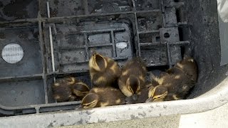 Baby Ducks Rescued from Storm Drain [upl. by Iaverne]