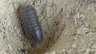 Antlion captures isopoda Ameisenlöwe erbeutet Assel [upl. by Ical36]