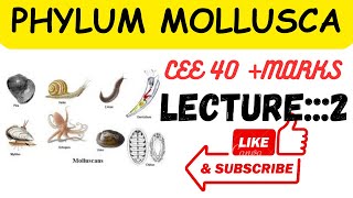 Phylum mollusca lecture2 ceee zoology all lectures [upl. by Clare]