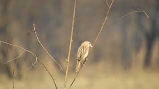 Croaking Cisticola [upl. by Yeleen]