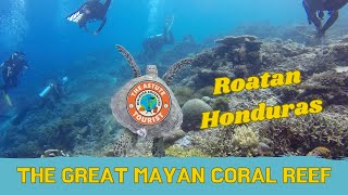 The Great Mayan Barrier Reef Roatan Honduras [upl. by Moira]