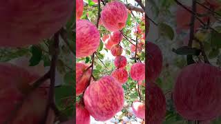 Enjoy Apple fruit fruit trending fruits fruitcutting vairalvideo [upl. by Siseneg519]