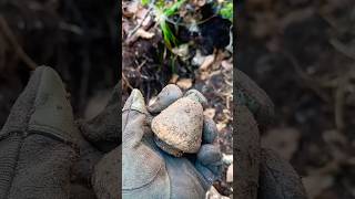 Spoletta Austriaca in ferro metaldetecting metaldetector ww1 [upl. by Normalie]