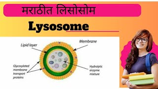 Lysosome Explained l Biology l [upl. by Lockwood]