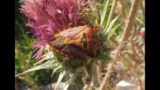 Carpocoris mediterraneus  Shield Bug  PurpurBaumwanze [upl. by Theone216]