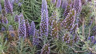 purple gay feather  liatris spicata [upl. by Guenevere]