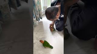 American Caique Parrots Playing and Fighting  Gennie amp Angel  Super Cute amp Funny [upl. by My]