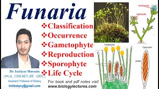 Funaria Life Cycle Gametophyte Sexual reproduction Fertilization funaria bryophytes bscbotany [upl. by Aphra]