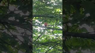 Animal talk show  cardinal has a conversation with a chipmunk shorts [upl. by Sayer]