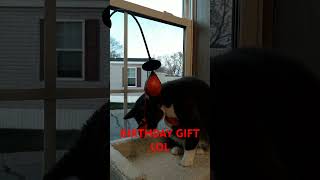 ROCKY VII HOMER GOT A NEW TOY AND HE LOVES IT youtubeshorts funnyvideo happybirthday cat [upl. by Jacobine]